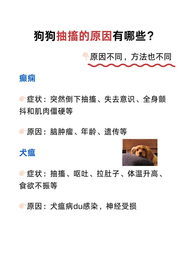 魔兽世界私服宠物抽搐问题全面解析